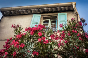 Flowering oleander, house, springtime, Coursan, Aude Department, Occitanie Region, France Flowering oleander, house, springtime, Coursan, Aude Department, Occitanie Region, France